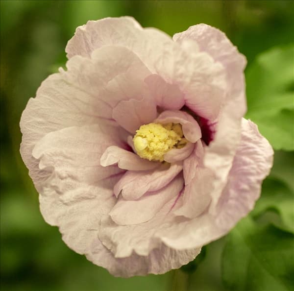 Hibiscus 'Chiffon'®