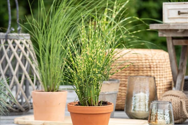Miscanthus sinensis 'Zebrinus'