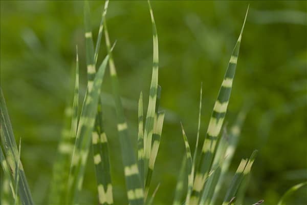 Miscanthus sinensis 'Zebrinus'