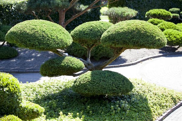 Juniperus x pfitzeriana 'Hetzii'