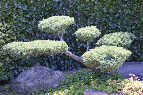 Juniperus x pfitzeriana 'Hetzii'