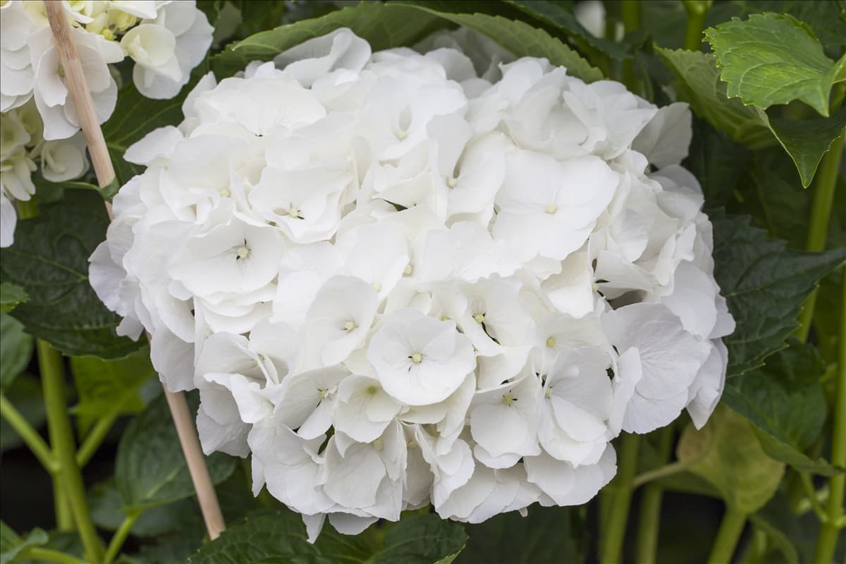 Hydrangea macrophylla 'Magical Bride'®