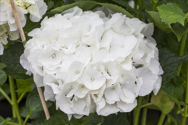 Hydrangea macrophylla 'Magical Bride'®