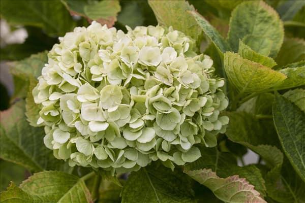Hydrangea macrophylla 'Magical Bride'®