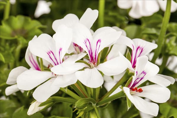 Pelargonium peltatum