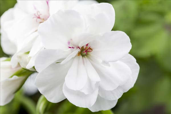 Pelargonium peltatum