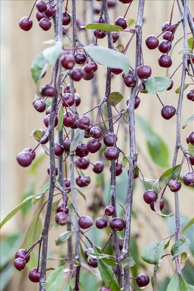 Malus 'Royal Beauty'