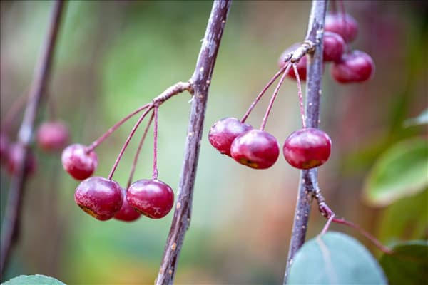 Malus 'Royal Beauty'