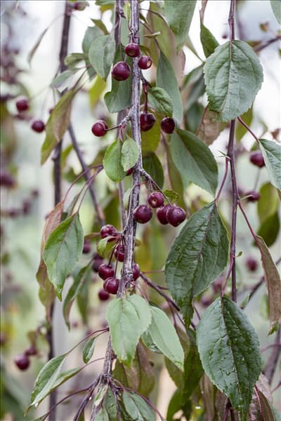 Malus 'Royal Beauty'