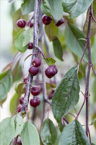 Malus 'Royal Beauty'