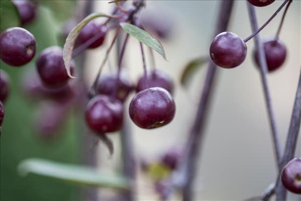 Malus 'Royal Beauty'