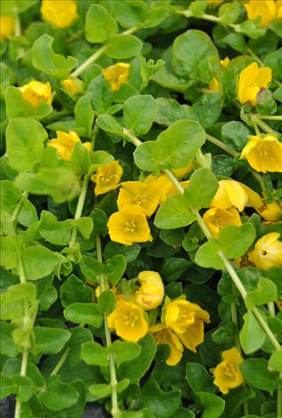 Lysimachia nummularia