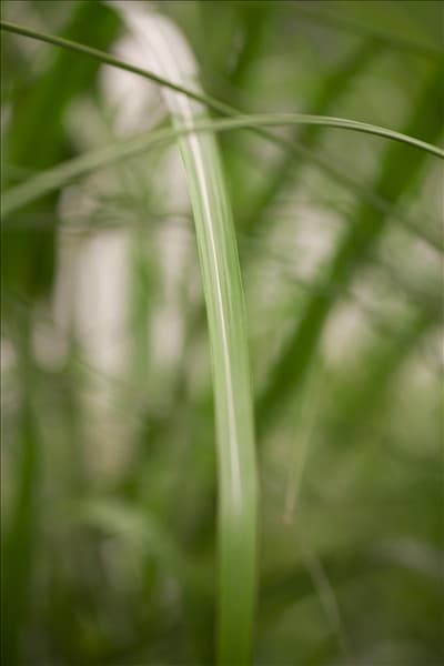 Miscanthus x giganteus
