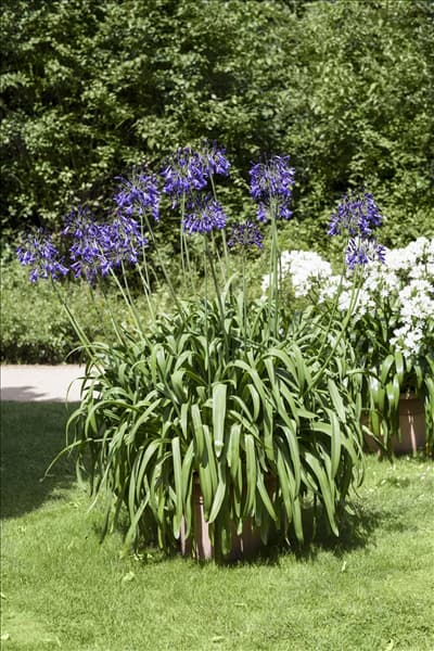 Agapanthus africanus, blau