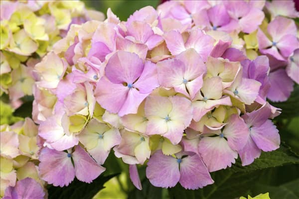 Hydrangea macrophylla 'Magical Harmony'®(s)