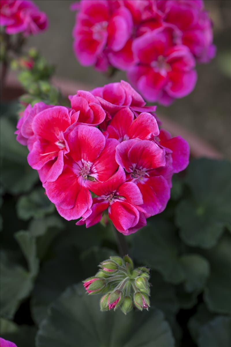 Pelargonium 'Toscana'®