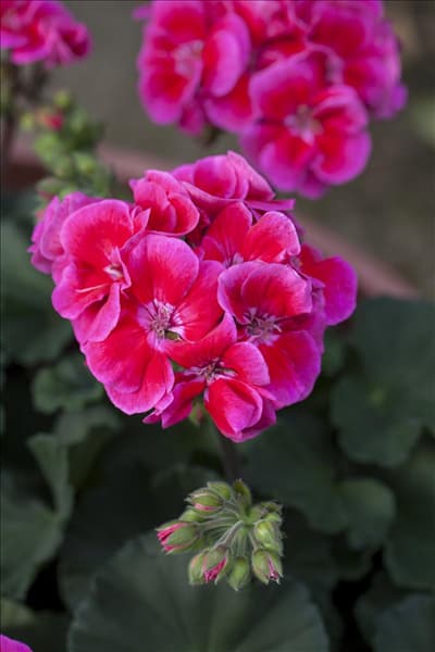 Pelargonium 'Toscana'®