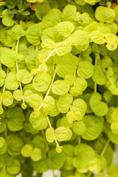 Lysimachia nummularia 'Goldilocks'