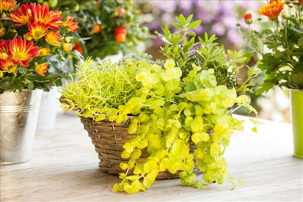 Lysimachia nummularia 'Goldilocks'