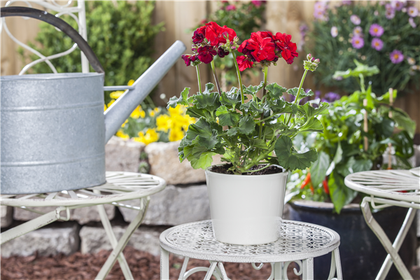 Pelargonium zonale