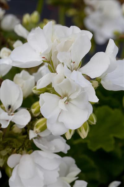 Pelargonium zonale