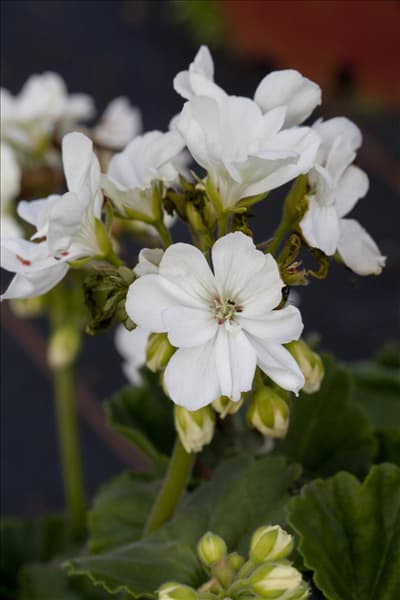 Pelargonium zonale