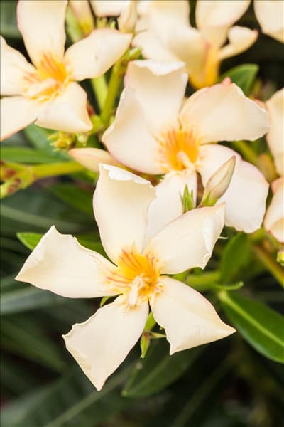 Nerium oleander