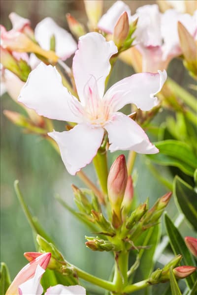 Nerium oleander