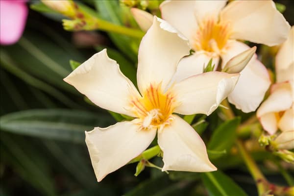 Nerium oleander