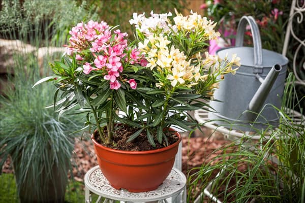 Nerium oleander