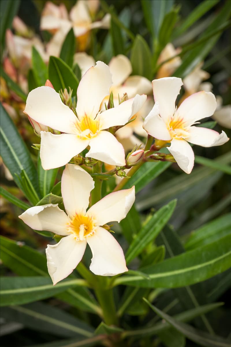 Nerium oleander