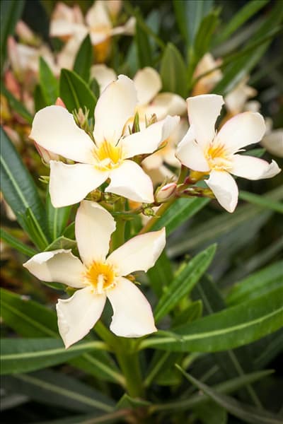 Nerium oleander