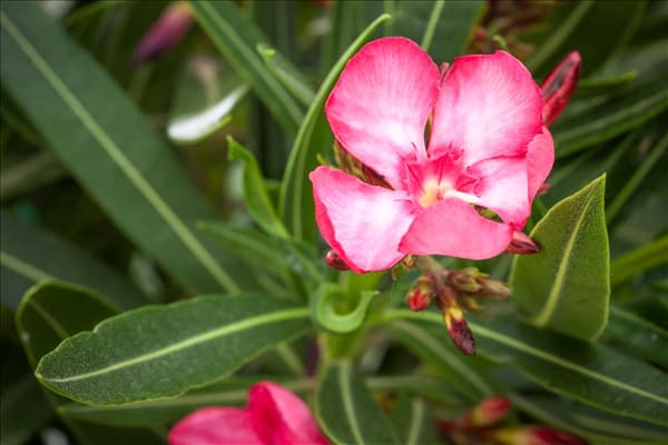 Nerium oleander