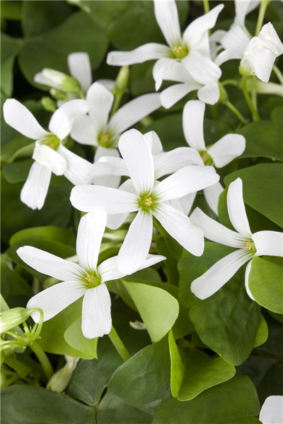 Oxalis triangularis