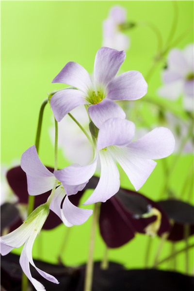 Oxalis triangularis