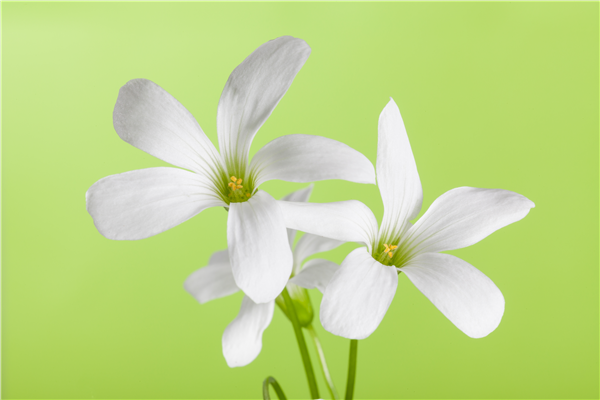 Oxalis triangularis