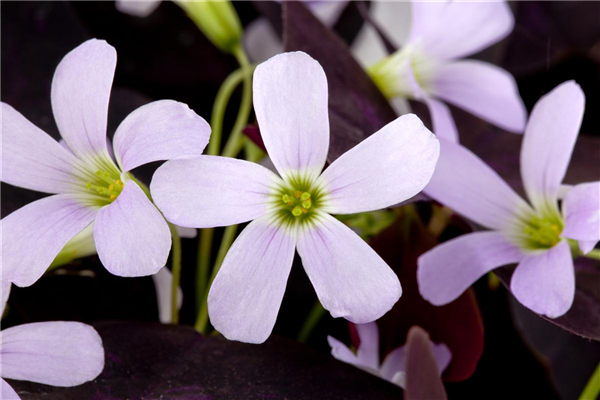 Oxalis triangularis
