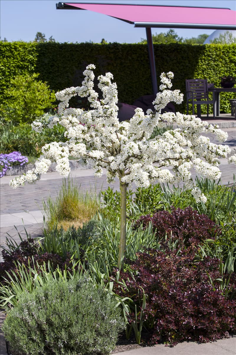 Malus sargentii 'Tina'
