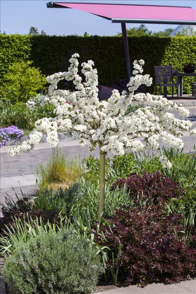 Malus sargentii 'Tina'