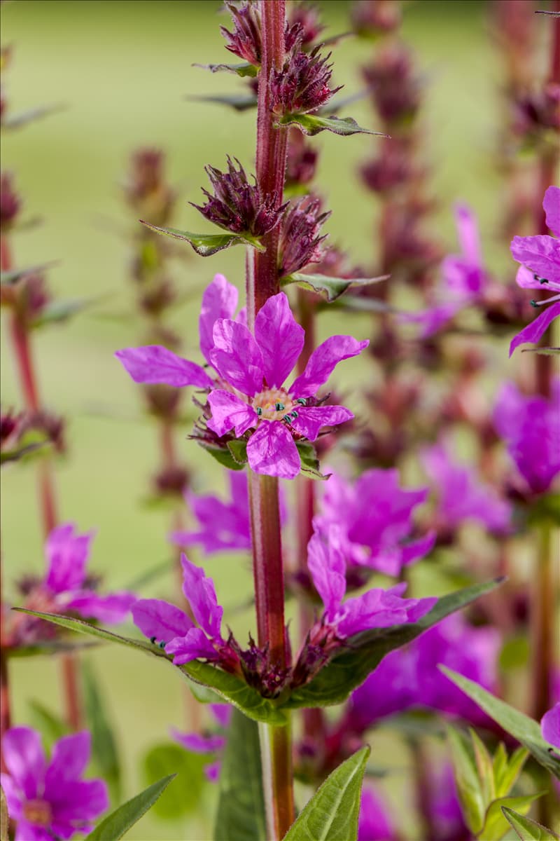 Lythrum salicaria, rosa