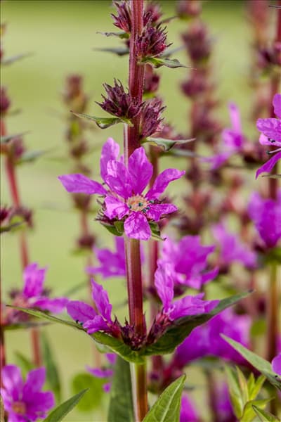 Lythrum salicaria, rosa