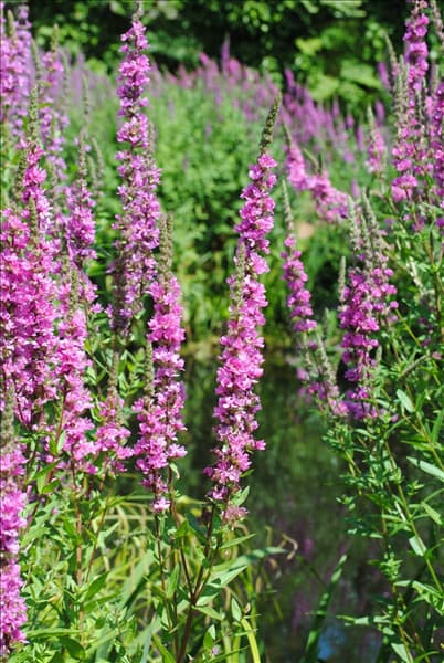 Lythrum salicaria