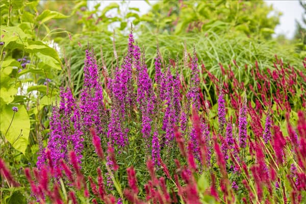 Lythrum salicaria