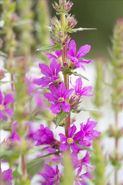 Lythrum salicaria