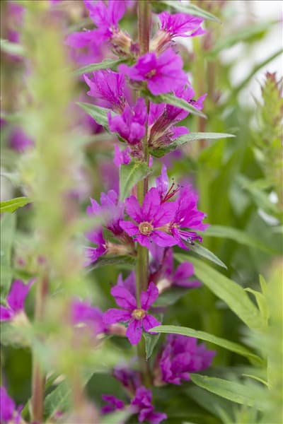 Lythrum salicaria