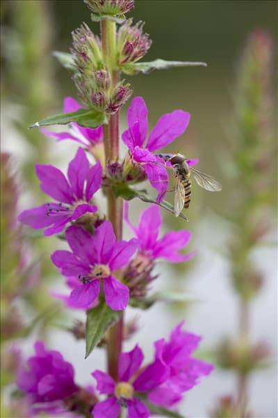 Lythrum salicaria