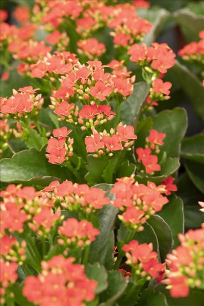 Kalanchoe blossfeldiana 'Calanday'®
