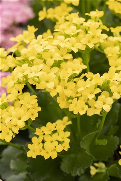 Kalanchoe blossfeldiana 'Calanday'®