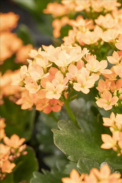 Kalanchoe blossfeldiana 'Calanday'®