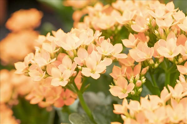 Kalanchoe blossfeldiana 'Calanday'®